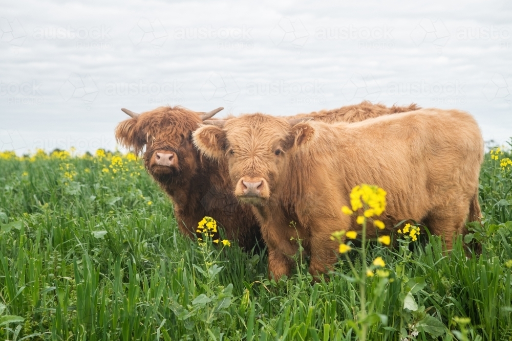 Two highland cows standing together in big paddock with yellow flowers - Australian Stock Image