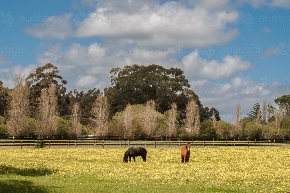 Two horses in field with yellow flowers - Australian Stock Image