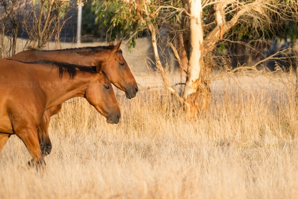 Two horses walking together in the afternoon light - Australian Stock Image