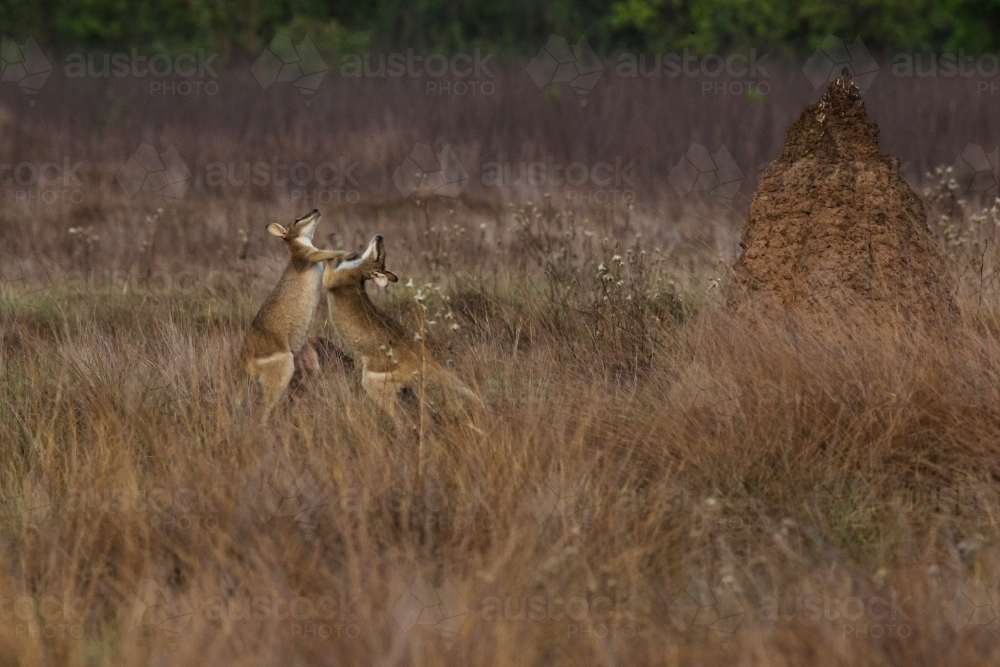 Two kangaroos fighting in the middle of the dry grassland. - Australian Stock Image