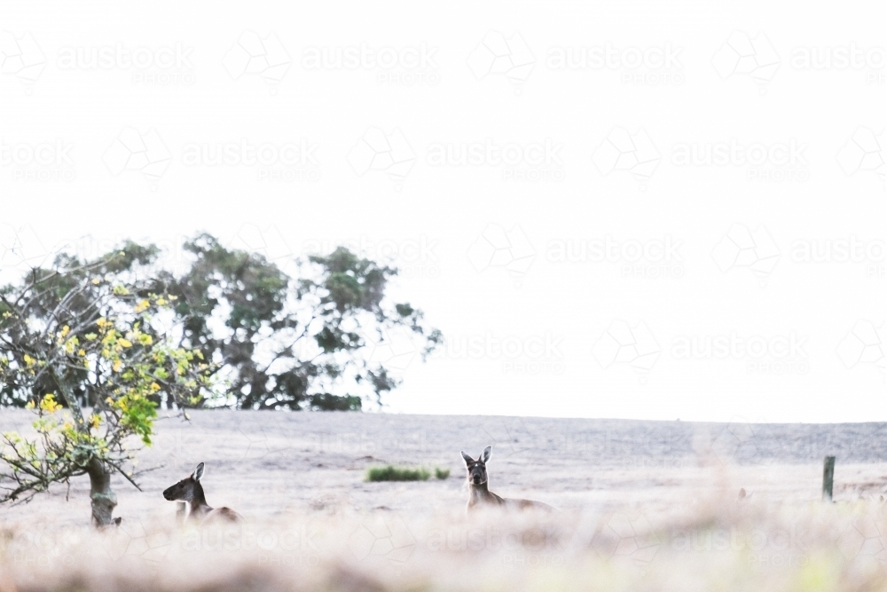Two kangaroos in a field half hidden by foreground - Australian Stock Image