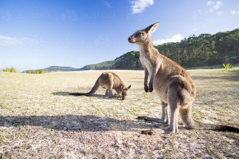 Two kangaroos on Pebbly Beach closeup - Australian Stock Image