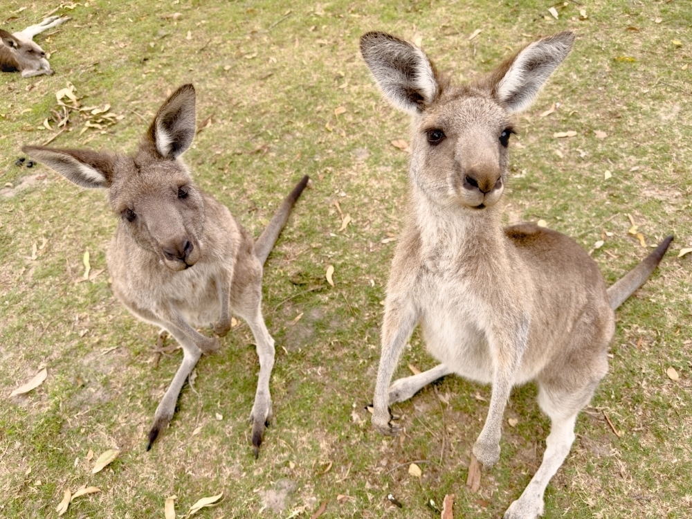 Two Kangaroos Up Close and Looking Upwards - Australian Stock Image