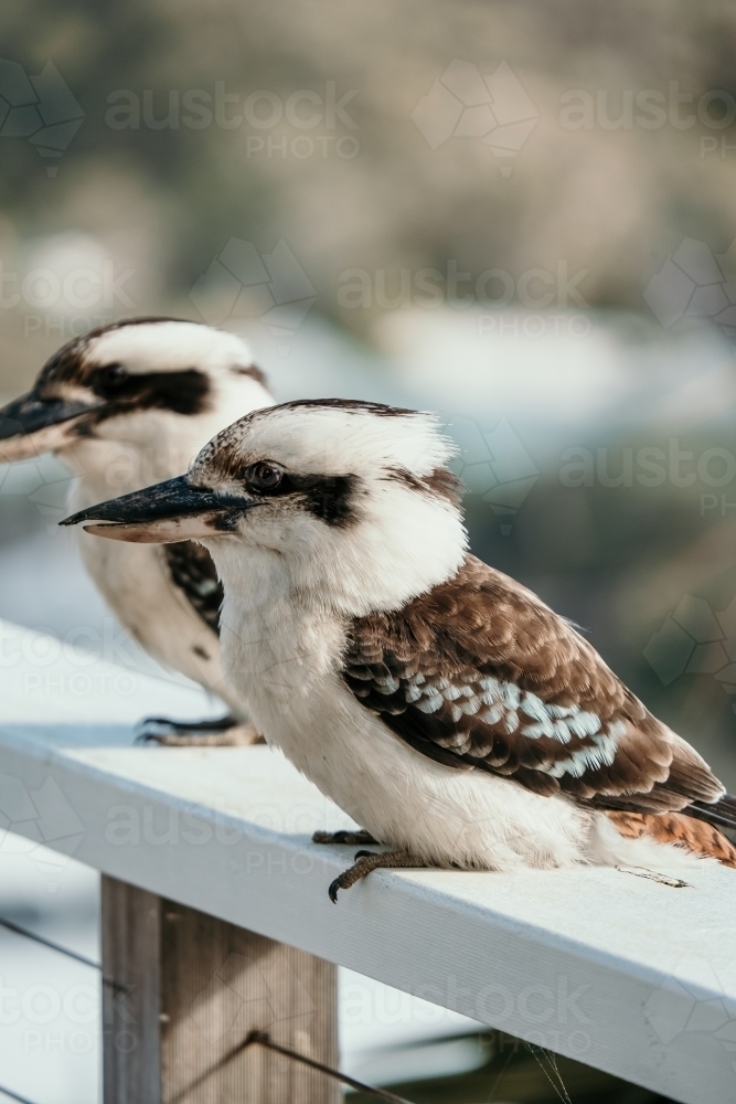 Two Kookaburras sitting on White Ledge - Australian Stock Image