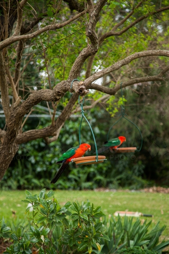 Image Of Two Native Male King Parrot Birds On Wild Bird Feeder In