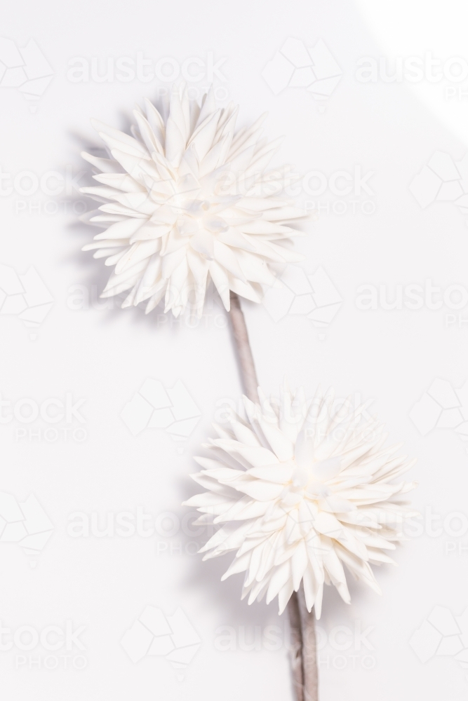 Two paper dandelion flowers positioned one above the other. - Australian Stock Image