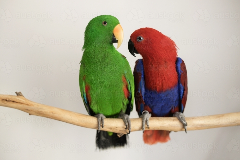 two parrots sitting on a branch, one is male green eclectus parrot the other is a female red and blu - Australian Stock Image