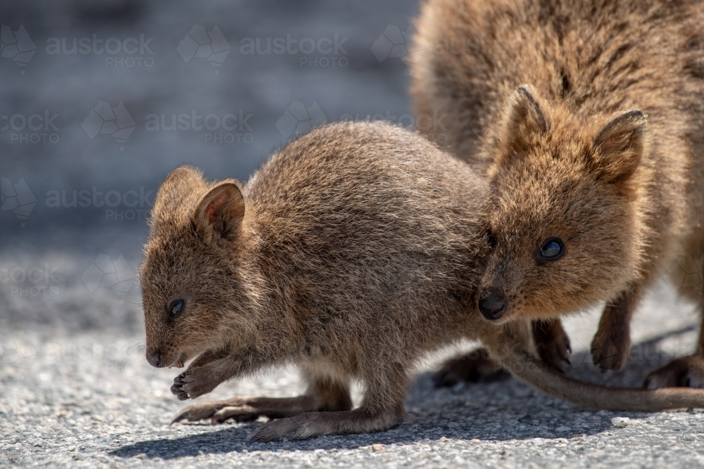 Two quokkas on a concrete surface looking for food. - Australian Stock Image