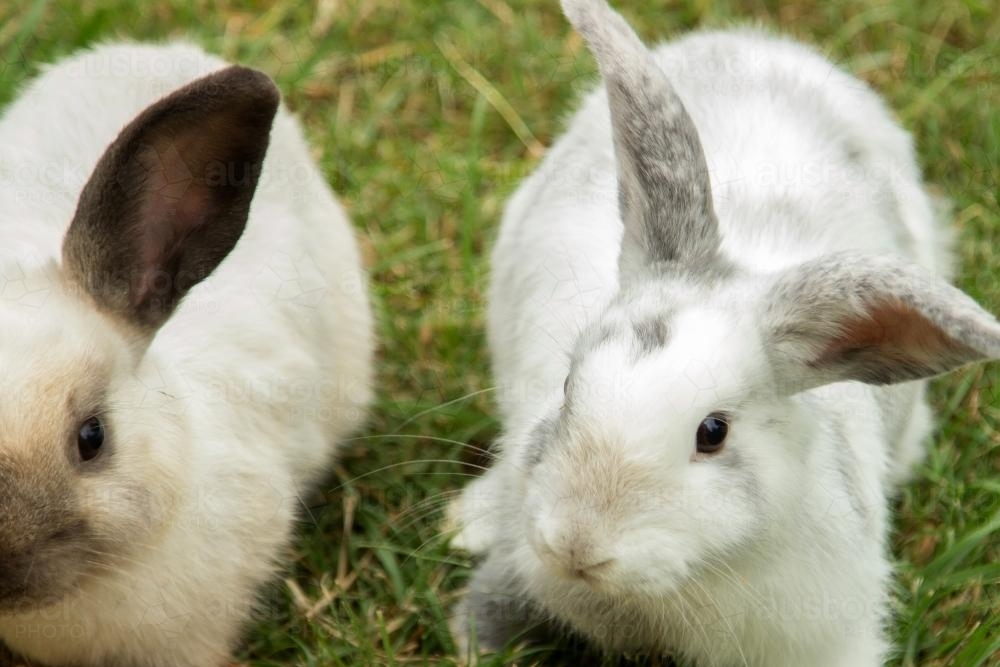 Two rabbits looking at the camera - Australian Stock Image