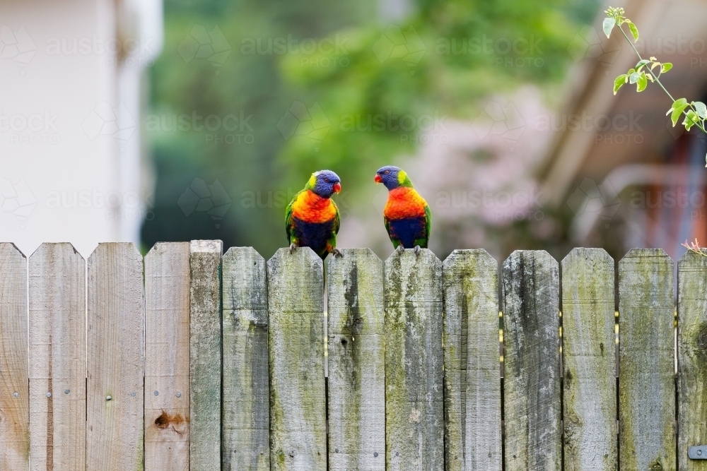 Two Rainbow Lorikeet birds perched on a timber fence facing at each other in suburbia - Australian Stock Image