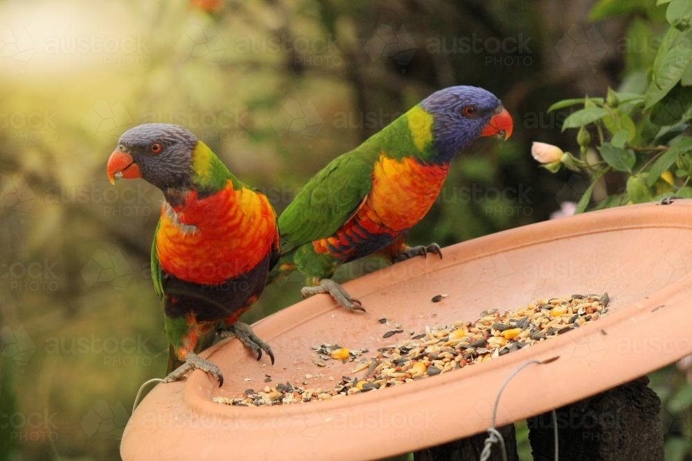 Two rainbow lorikeets on a bird feeder - Australian Stock Image