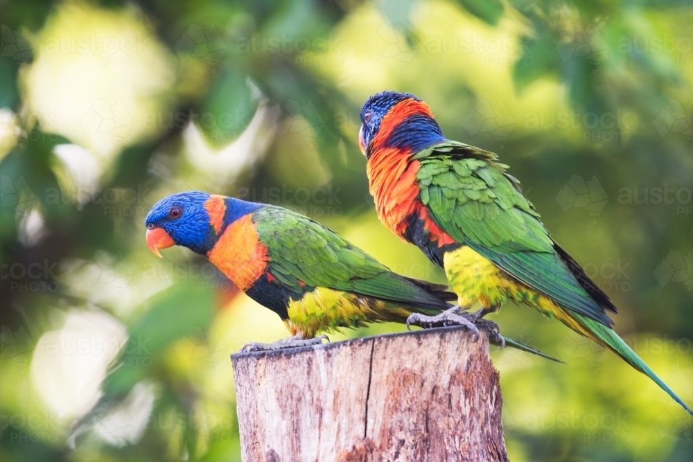 Two rainbow lorikeets on a tree stump - Australian Stock Image