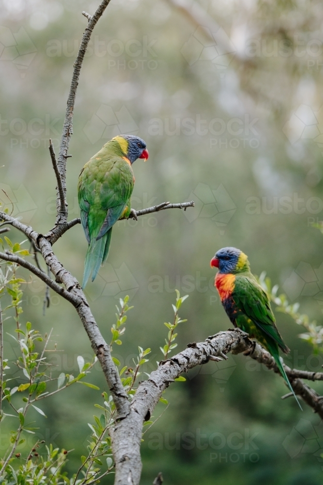 Two rainbow lorikeets perched on branch with blurred background - Australian Stock Image