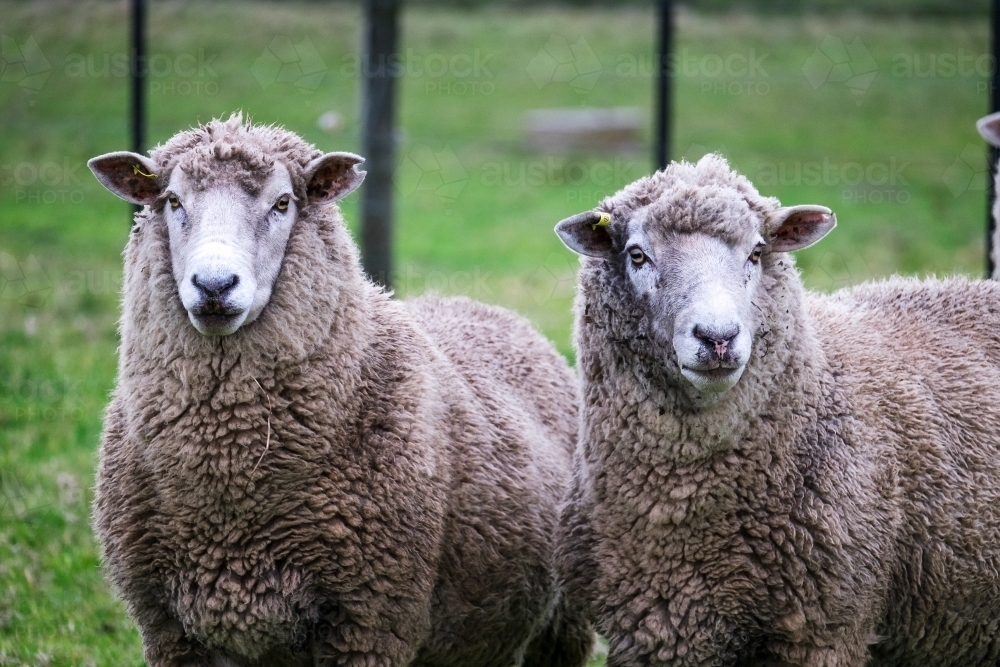 Two rams in the paddock watching - Australian Stock Image