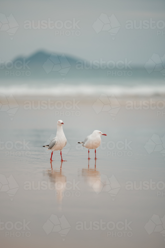 Two seagulls standing together on the beach with reflection in wet sand - Australian Stock Image