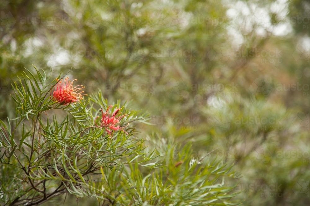 Two small grevillea flowers on native green shrub - Australian Stock Image