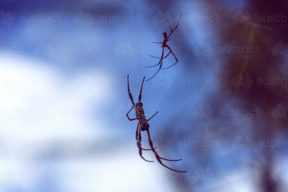 Two spiders in the courtship on their web, blurred background. - Australian Stock Image