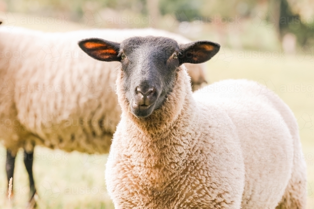 two suffolk sheep close up in paddock - Australian Stock Image