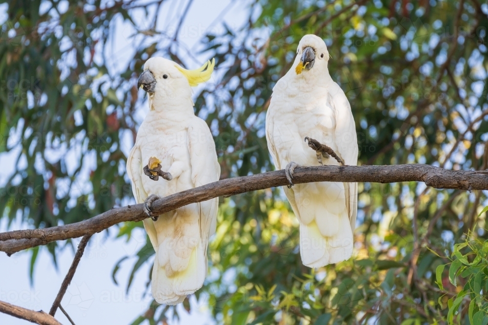 Two Sulphur Crested Cockatoos eating food, sitting in a gumtree - Australian Stock Image