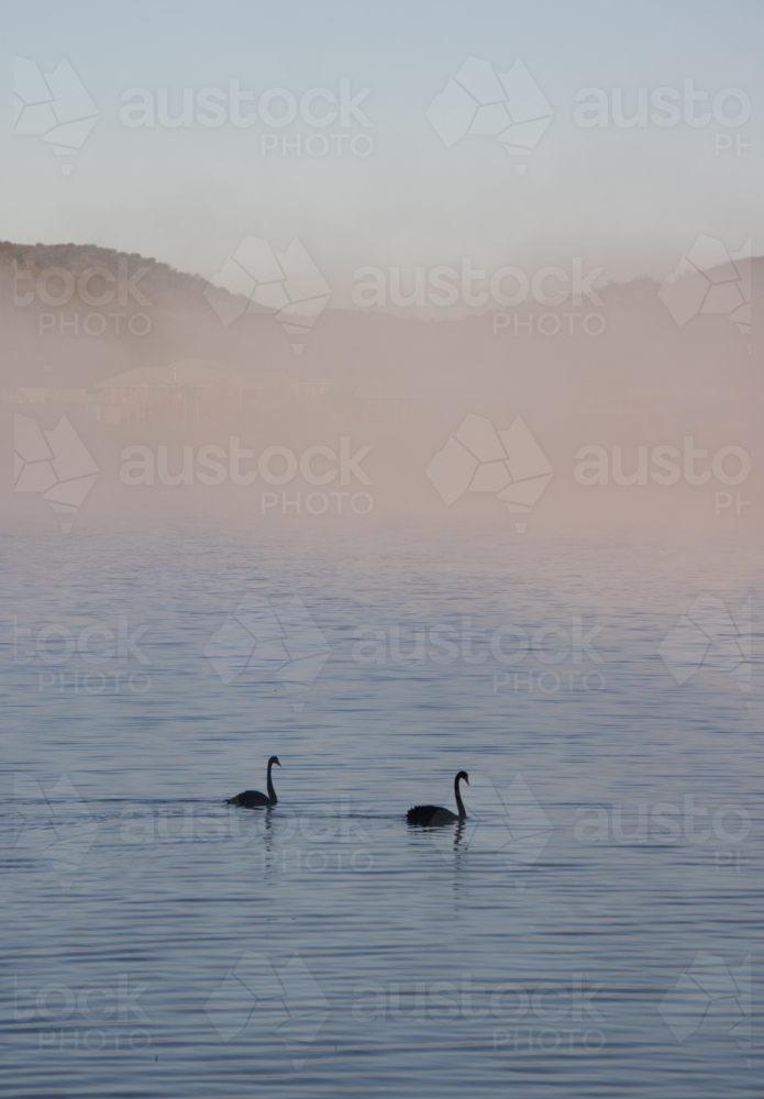 Two swans on a dam on a country morning - Australian Stock Image