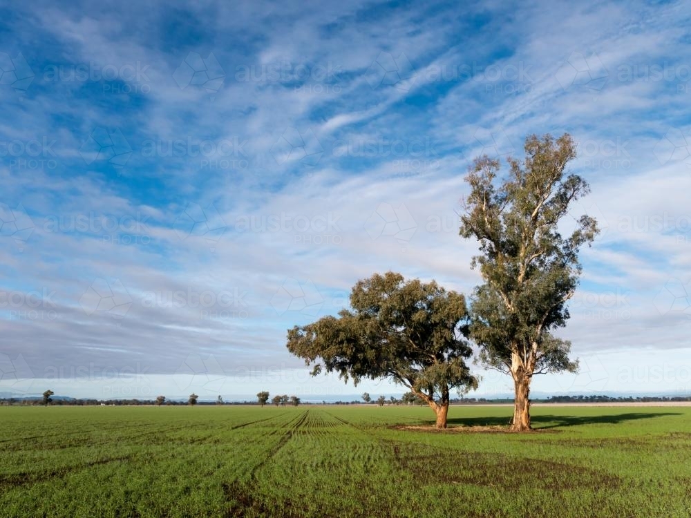 Two trees growing in a grassy paddock against the sky - Australian Stock Image