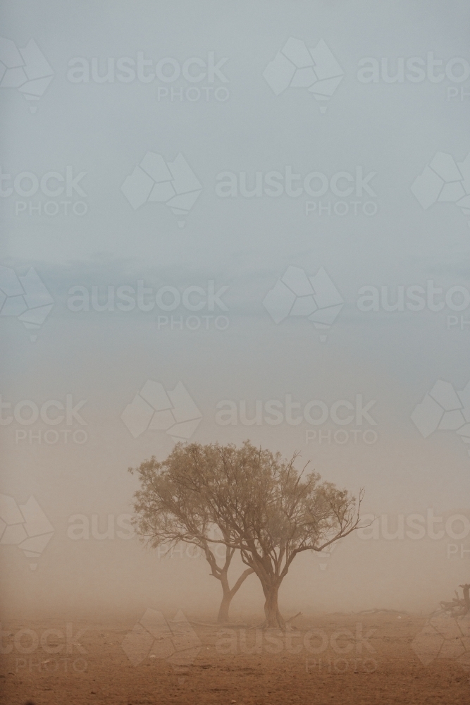 Two Trees in dusty haze - Australian Stock Image