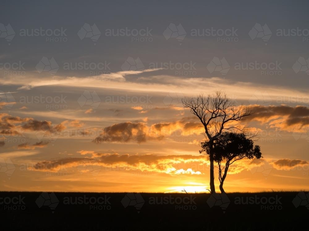 Two trees silhouetted against an orange sunset - Australian Stock Image