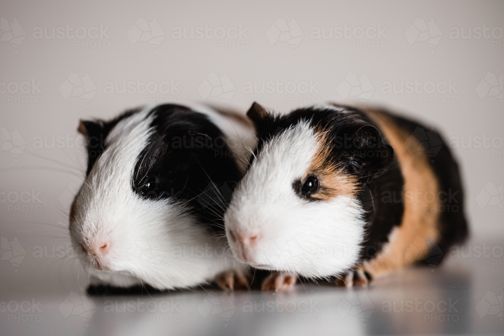 Two tri coloured tan, blank and white american breed guinea pigs sitting next to each other - Australian Stock Image