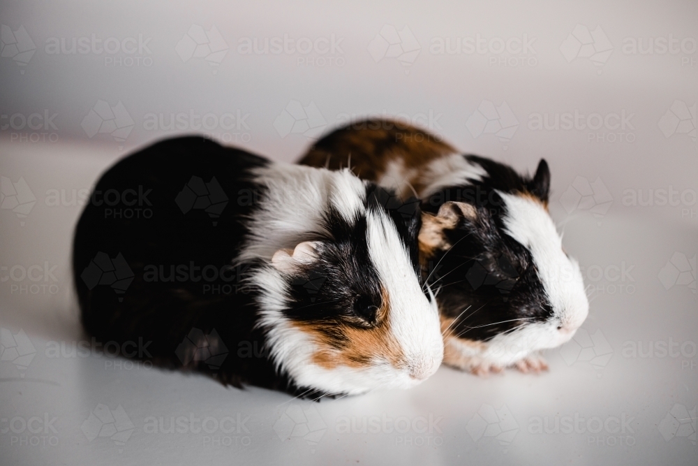 Two tri coloured tan, blank and white american breed guinea pigs sitting next to each other - Australian Stock Image