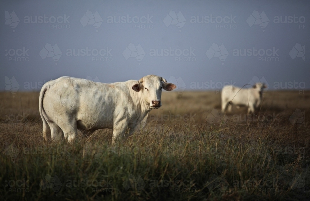 Two white cattle grazing from grassy paddock against early morning blue mist sky - Australian Stock Image