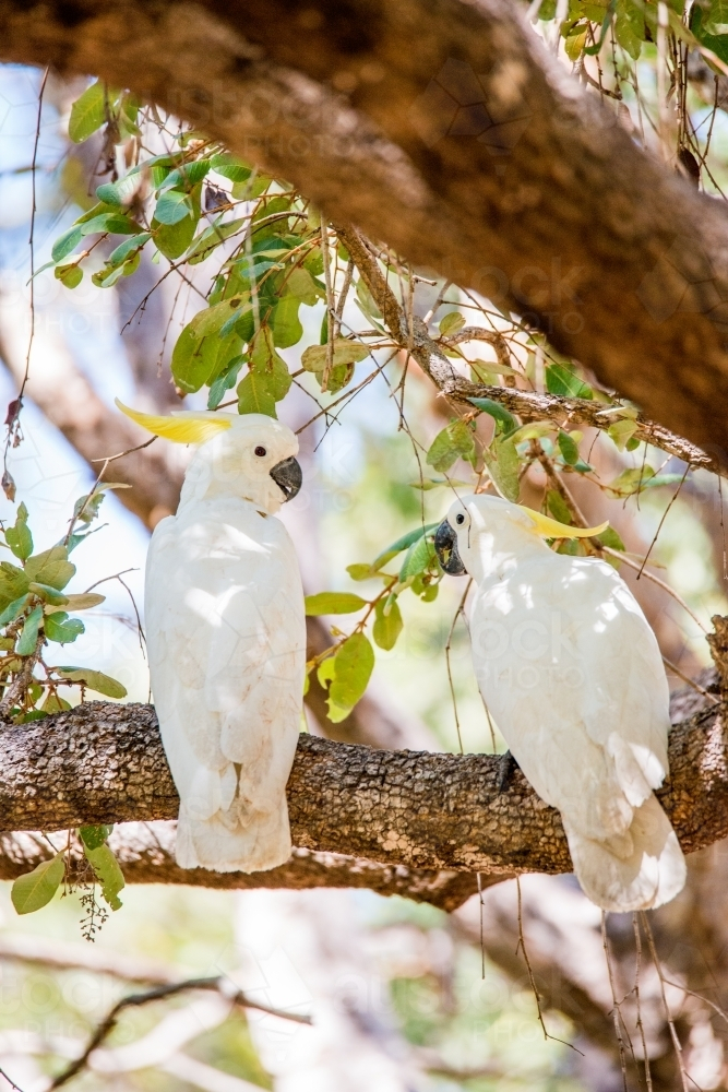 Two white cockatoos perched on a tree branch. - Australian Stock Image