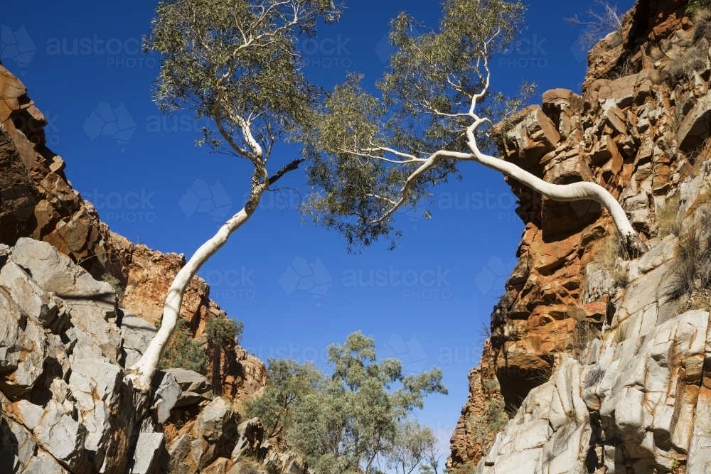 Two white gumtrees (Ghost Gums) meeting across a rocky gorge - Australian Stock Image