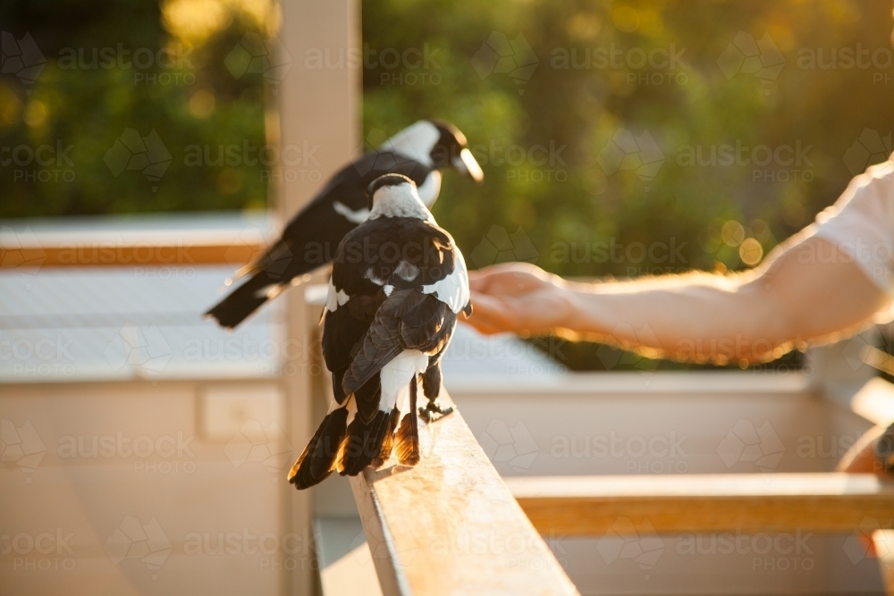 Two wild magpies on a deck handrail at sunset - Australian Stock Image