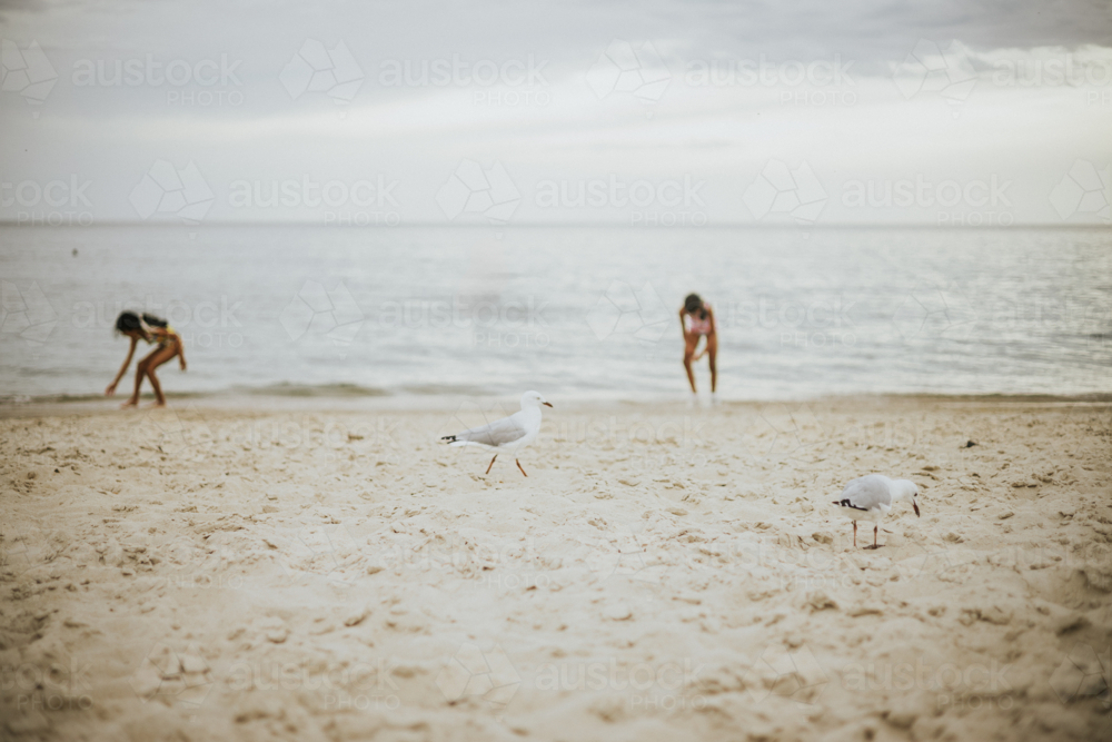 Two young kids playing at the beach with seagulls - Australian Stock Image