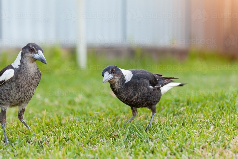 Two young magpies on lawn grass in backyard - Australian Stock Image