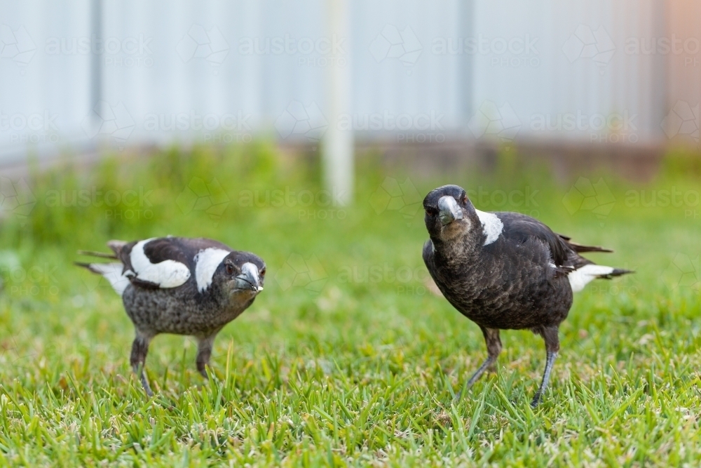 Two young magpies on lawn grass in backyard - Australian Stock Image