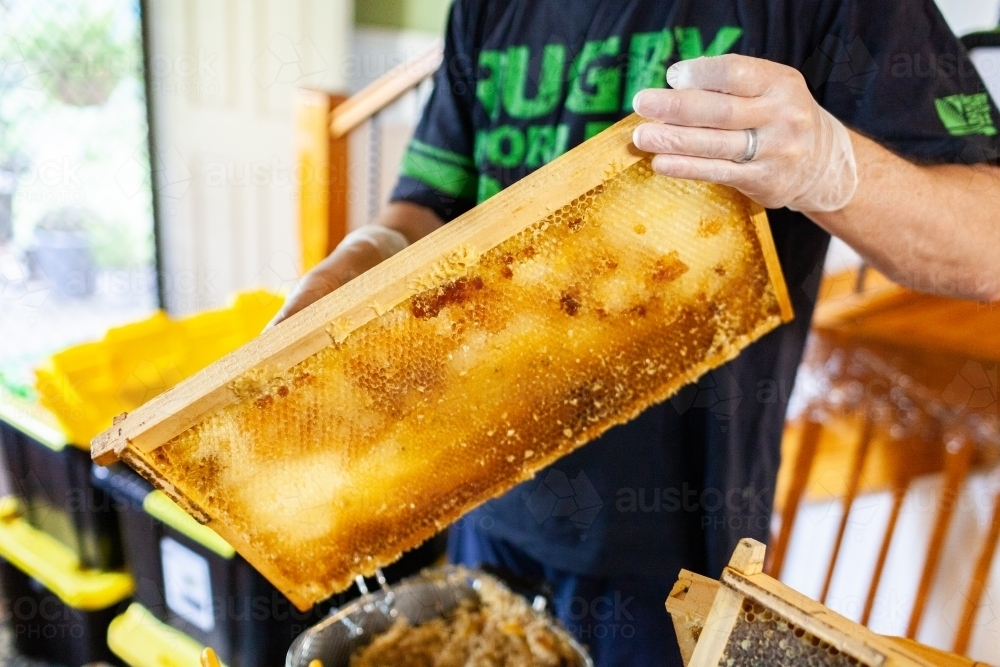 Uncapped honeycomb frame during honey harvest - Australian Stock Image