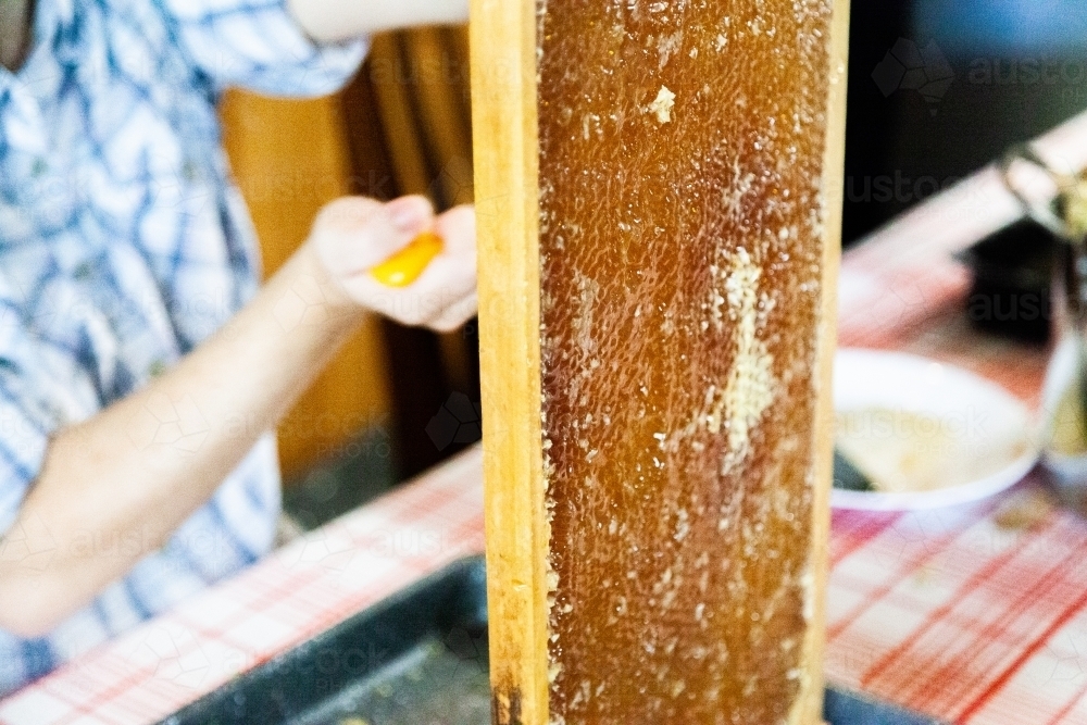 Uncapping honey frames - Australian Stock Image