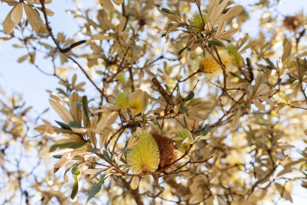 underside of native banksia bush in flower - Australian Stock Image