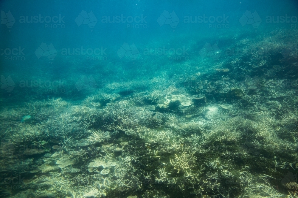 underwater photo of coral on the Great Barrier Reef - Australian Stock Image
