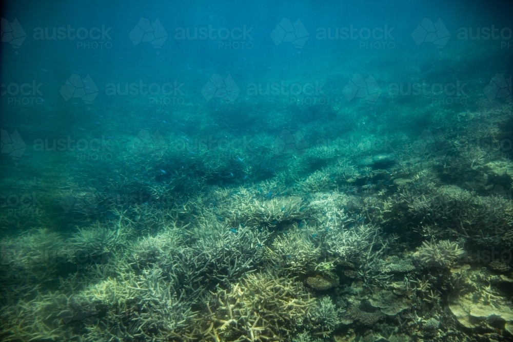 underwater photo of the coral reef near Heron Island - Australian Stock Image