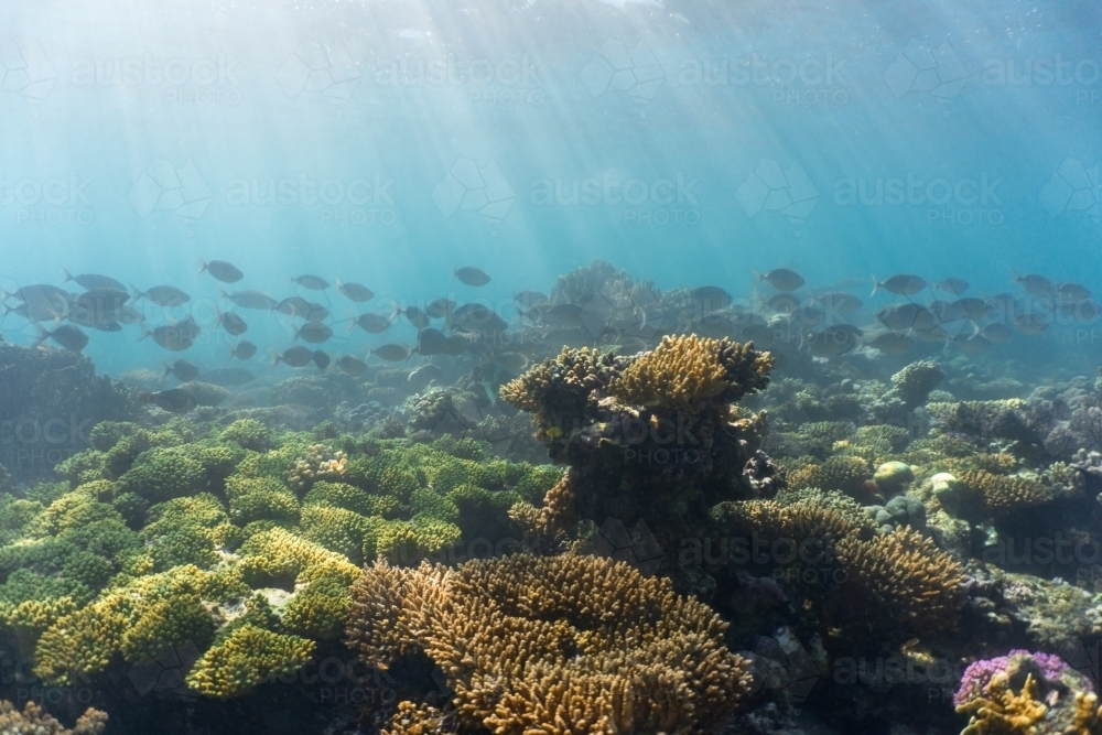 Underwater shot of fish and coral of the Ningaloo Reef in Western Australia - Australian Stock Image