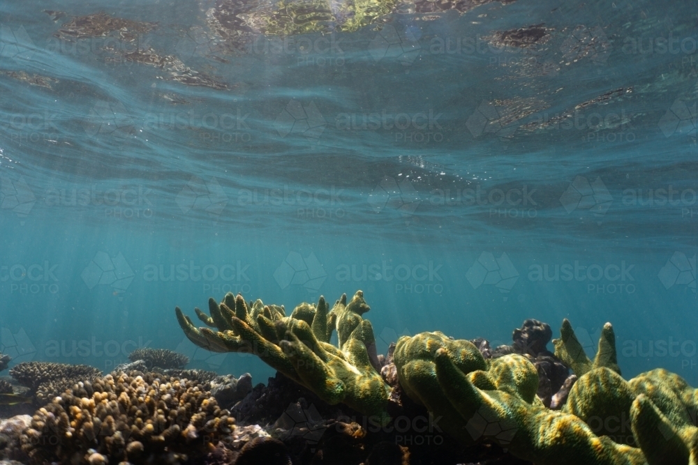 Underwater shot of fish and coral of the Ningaloo Reef in Western Australia - Australian Stock Image