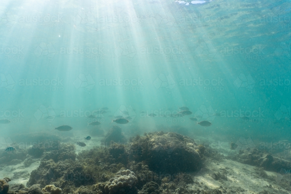 Underwater shot of fish swimming in coral reef of the Ningaloo in Cape Range National Park - Australian Stock Image