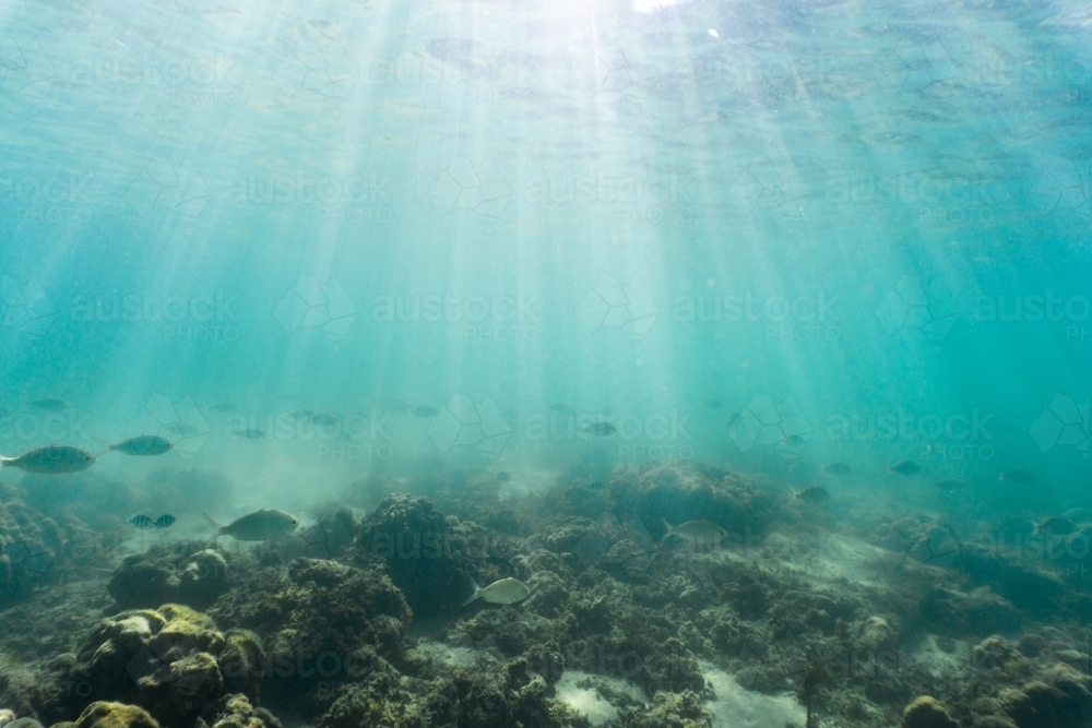 Underwater shot of fish swimming in coral reef of the Ningaloo in Cape Range National Park - Australian Stock Image