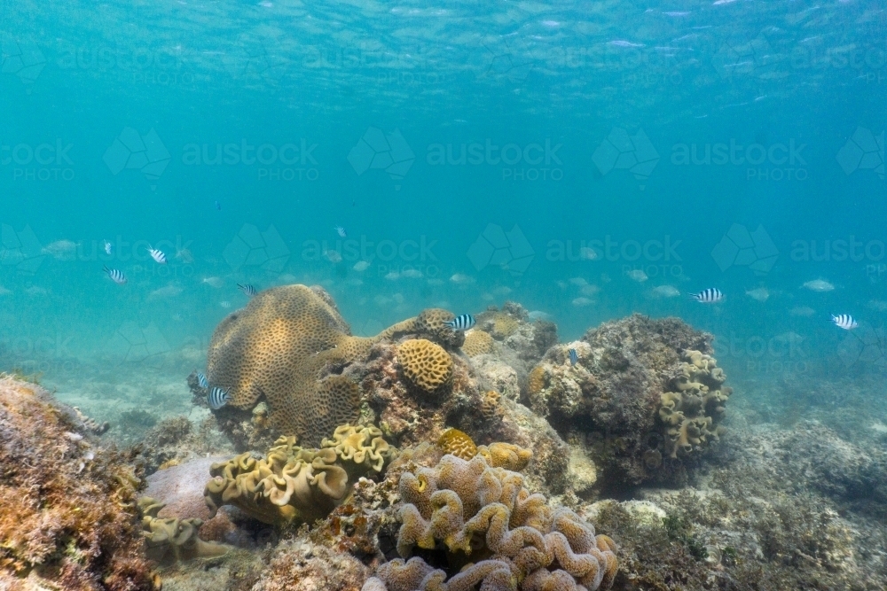 Underwater shot of fish swimming in coral reef of the Ningaloo in Cape Range National Park - Australian Stock Image