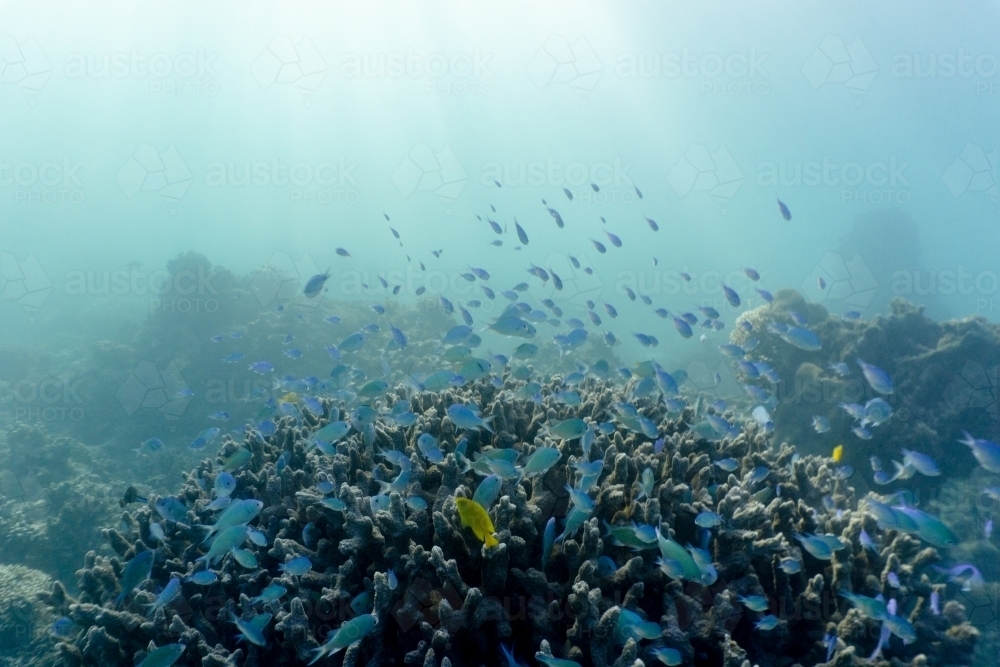 Underwater shot of fish swimming in coral reef of the Ningaloo in Cape Range National Park - Australian Stock Image