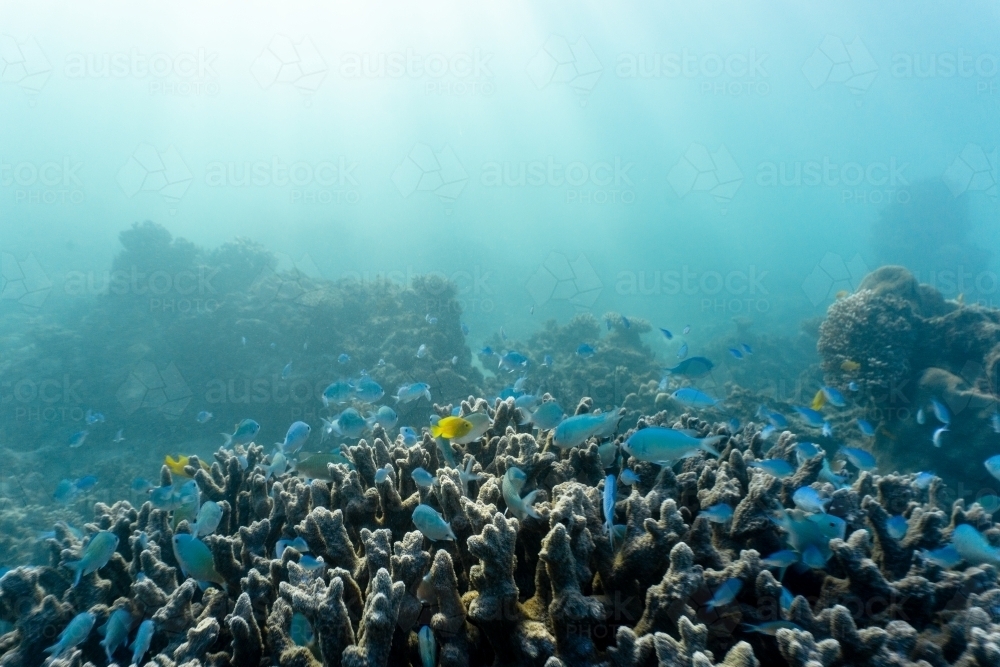 Underwater shot of fish swimming in coral reef of the Ningaloo in Cape Range National Park - Australian Stock Image