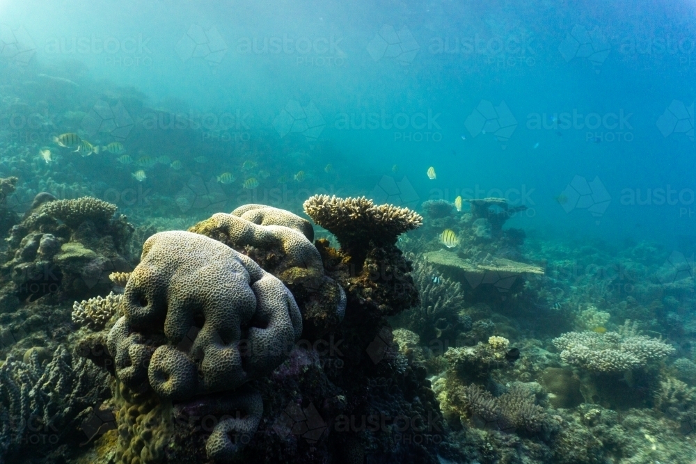 Underwater shot of fish swimming in coral reef of the Ningaloo in Cape Range National Park - Australian Stock Image