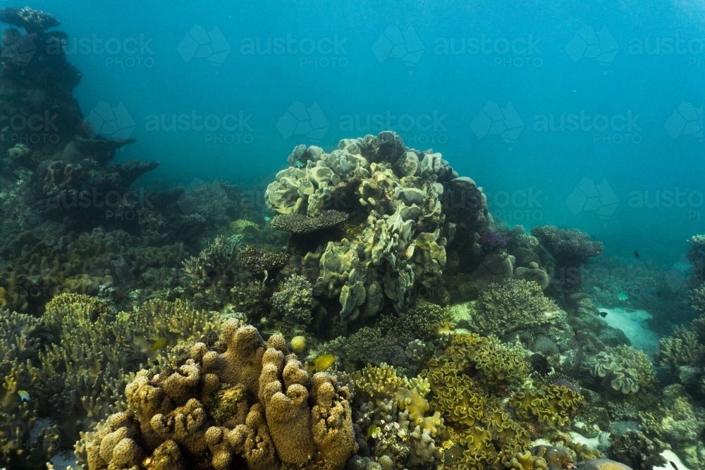 Underwater shot of fish swimming in coral reef of the Ningaloo in Cape Range National Park - Australian Stock Image